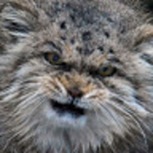 Meet your Posher, Blake